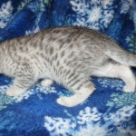Egyptian Mau Silver Male DOB 8-6-16