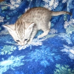 Egyptian Mau Silver Male DOB 8-6-16