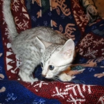 Egyptian Mau Silver Male DOB 8-6-16