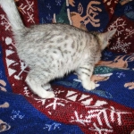 Egyptian Mau Silver Male DOB 8-6-16