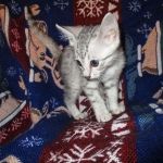 Egyptian Mau Silver Male DOB 8-6-16