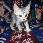 Egyptian Mau Silver Male DOB 8-6-16