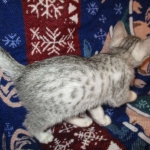 Egyptian Mau Silver Male DOB 8-6-16