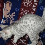Egyptian Mau Silver Male DOB 8-6-16