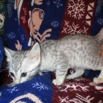 Egyptian Mau Silver Male DOB 8-6-16