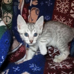 Egyptian Mau Silver Male DOB 8-6-16