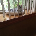 Jake, Mau, Silver, Male, DOB 4-24-20