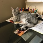 Jake, Mau, Silver, Male, DOB 4-24-20