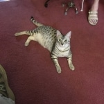 Jake, Mau, Silver, Male, DOB 4-24-20