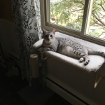 Jake, Mau, Silver, Male, DOB 4-24-20