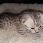 Mau, Silver, Male, DOB 4-24-20