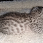 Mau, Silver, Male, DOB 4-24-20