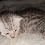 Mau, Silver, Male, DOB 4-24-20