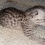 Mau, Silver, Male, DOB 4-24-20