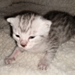 Mau, Silver, Male, DOB 4-24-20