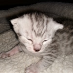 Mau, Silver, Male, DOB 4-24-20