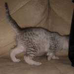 Jake, Mau, Silver, Male, DOB 4-24-20