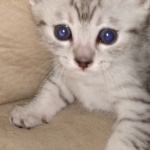 Jake, Mau, Silver, Male, DOB 4-24-20