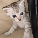 Jake, Mau, Silver, Male, DOB 4-24-20