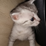 Jake, Mau, Silver, Male, DOB 4-24-20