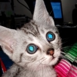 Jake, Mau, Silver, Male, DOB 4-24-20