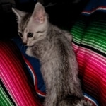 Jake, Mau, Silver, Male, DOB 4-24-20