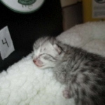 Egyptian Mau Silver Male DOB 8-6-16