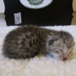 Egyptian Mau Silver Male DOB 8-6-16