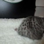 Egyptian Mau Silver Male DOB 8-6-16