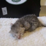 Egyptian Mau Silver Male DOB 8-6-16