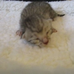 Egyptian Mau Silver Male DOB 8-6-16