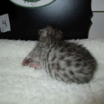 Egyptian Mau Silver Male DOB 8-6-16