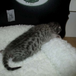 Egyptian Mau Silver Male DOB 8-6-16