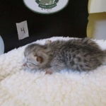 Egyptian Mau Silver Male DOB 8-6-16