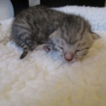 Egyptian Mau Silver Male DOB 8-6-16
