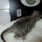 Egyptian Mau Silver Male DOB 8-6-16