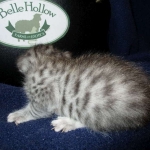 Egyptian Mau Silver Male DOB 8-6-16