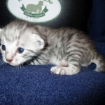 Egyptian Mau Silver Male DOB 8-6-16