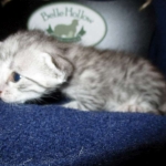 Egyptian Mau Silver Male DOB 8-6-16