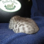 Egyptian Mau Silver Male DOB 8-6-16