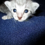 Egyptian Mau Silver Male DOB 8-6-16