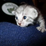Egyptian Mau Silver Male DOB 8-6-16
