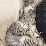 Egyptian Mau Silver Male DOB 8-6-16