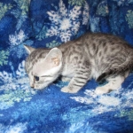 Egyptian Mau Silver Male DOB 8-6-16