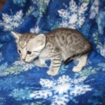 Egyptian Mau Silver Male DOB 8-6-16