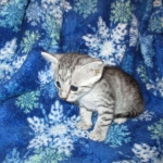 Egyptian Mau Silver Male DOB 8-6-16