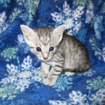 Egyptian Mau Silver Male DOB 8-6-16