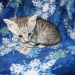 Egyptian Mau Silver Male DOB 8-6-16