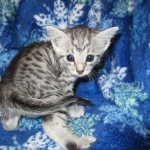 Egyptian Mau Silver Male DOB 8-6-16