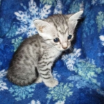 Egyptian Mau Silver Male DOB 8-6-16